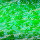 Illustration for article titled 16 Gorgeous Green St. Patricks Day Celebrations